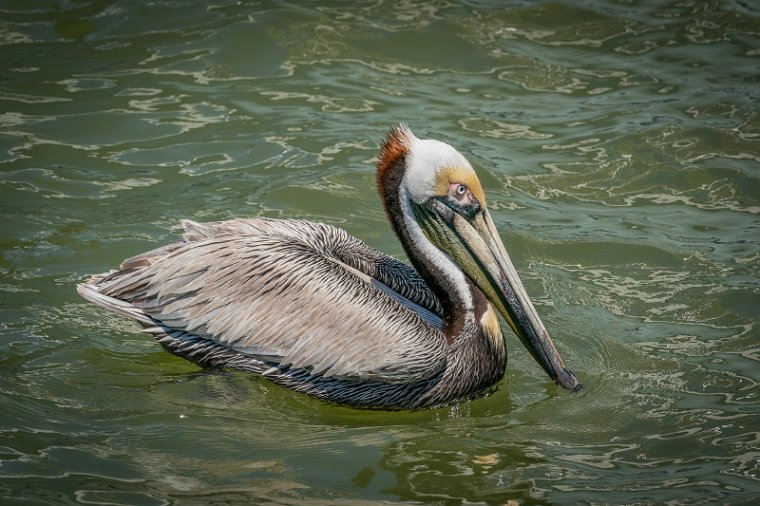 091 Dauphin Island.jpg